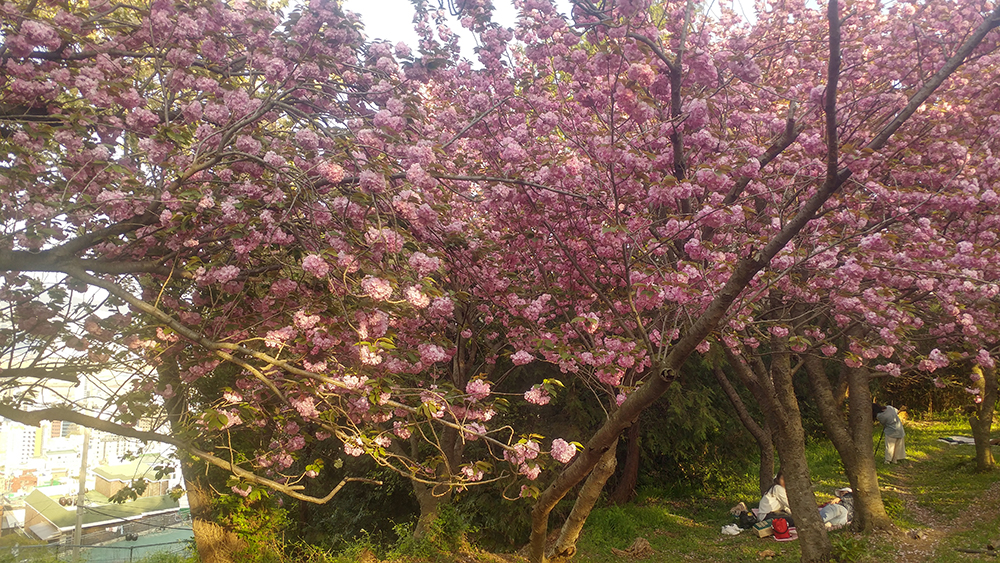 중앙공원 겹벚꽃 사진2