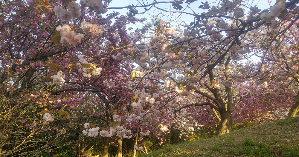 중앙공원 겹벚꽃 사진3
