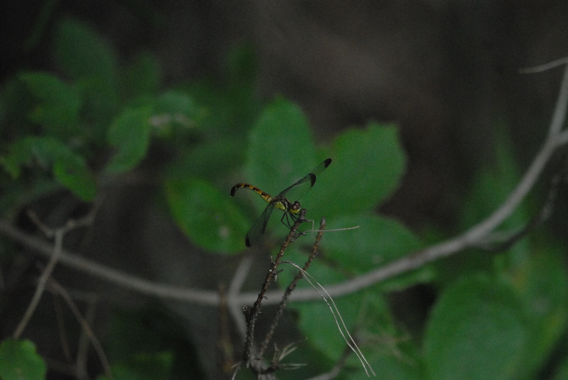 두점박이잠자리                                                                                                                                                                                                 