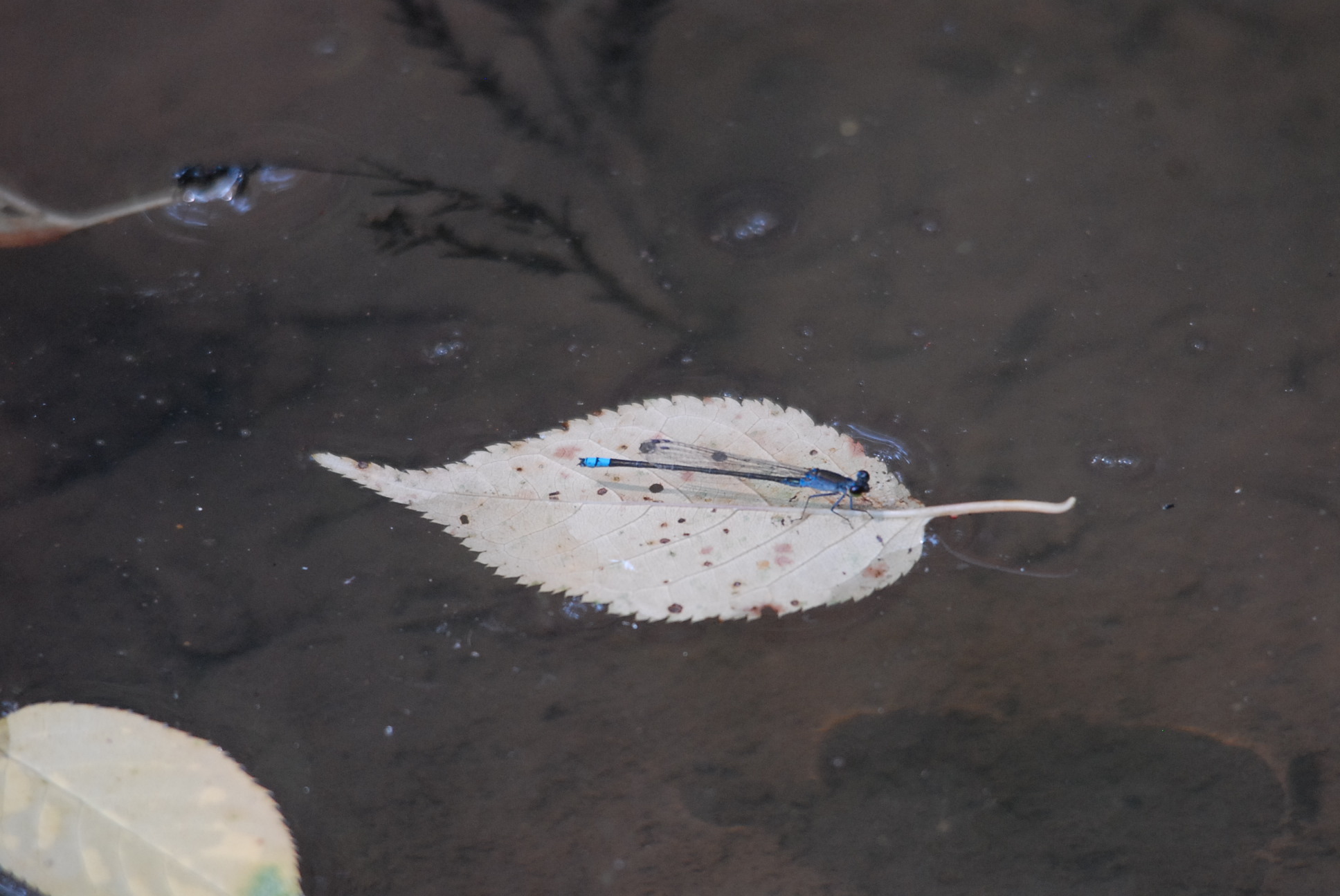 등검은실잠자리                                                                                                                                                                                                 