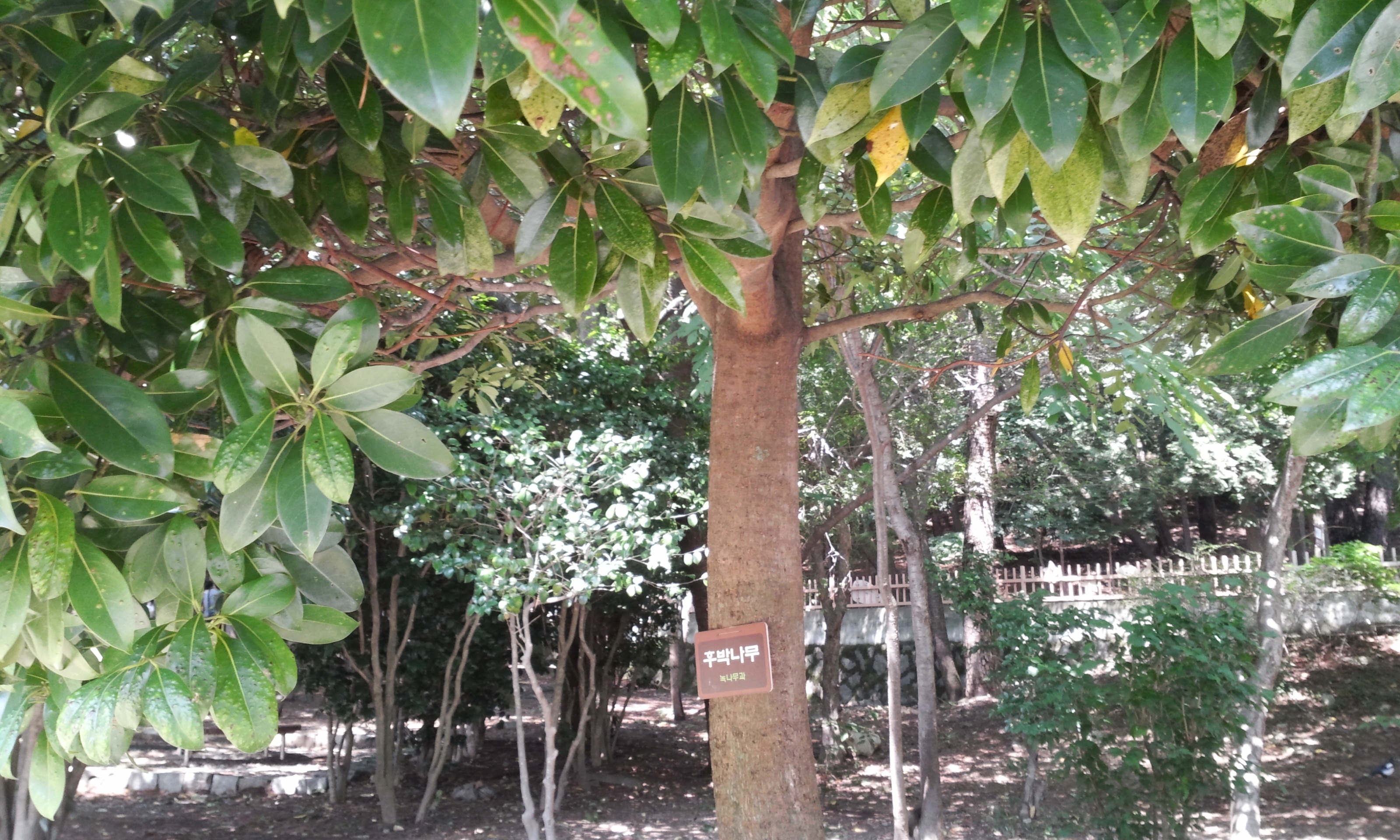 후박나무                                                                                                                                                                                                    